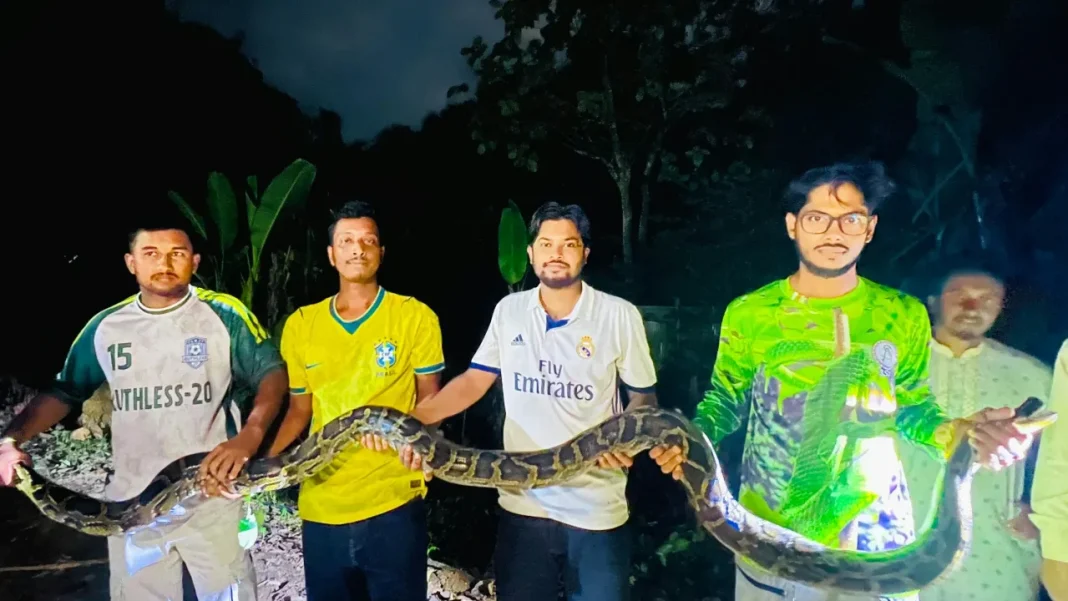 চবি অজগর